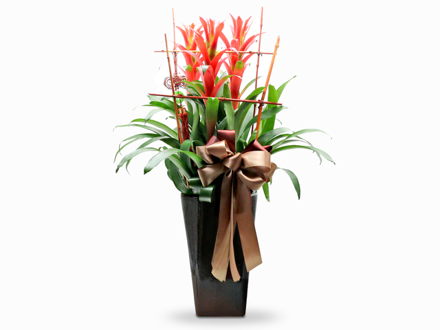 Flower Shop Plants - Grand opening plant set PL01 - L76600495 Photo